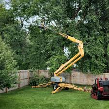 Best Tree Planting Services  in Oak Harbor, OH